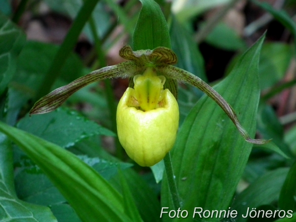 Cypripedium pueblo